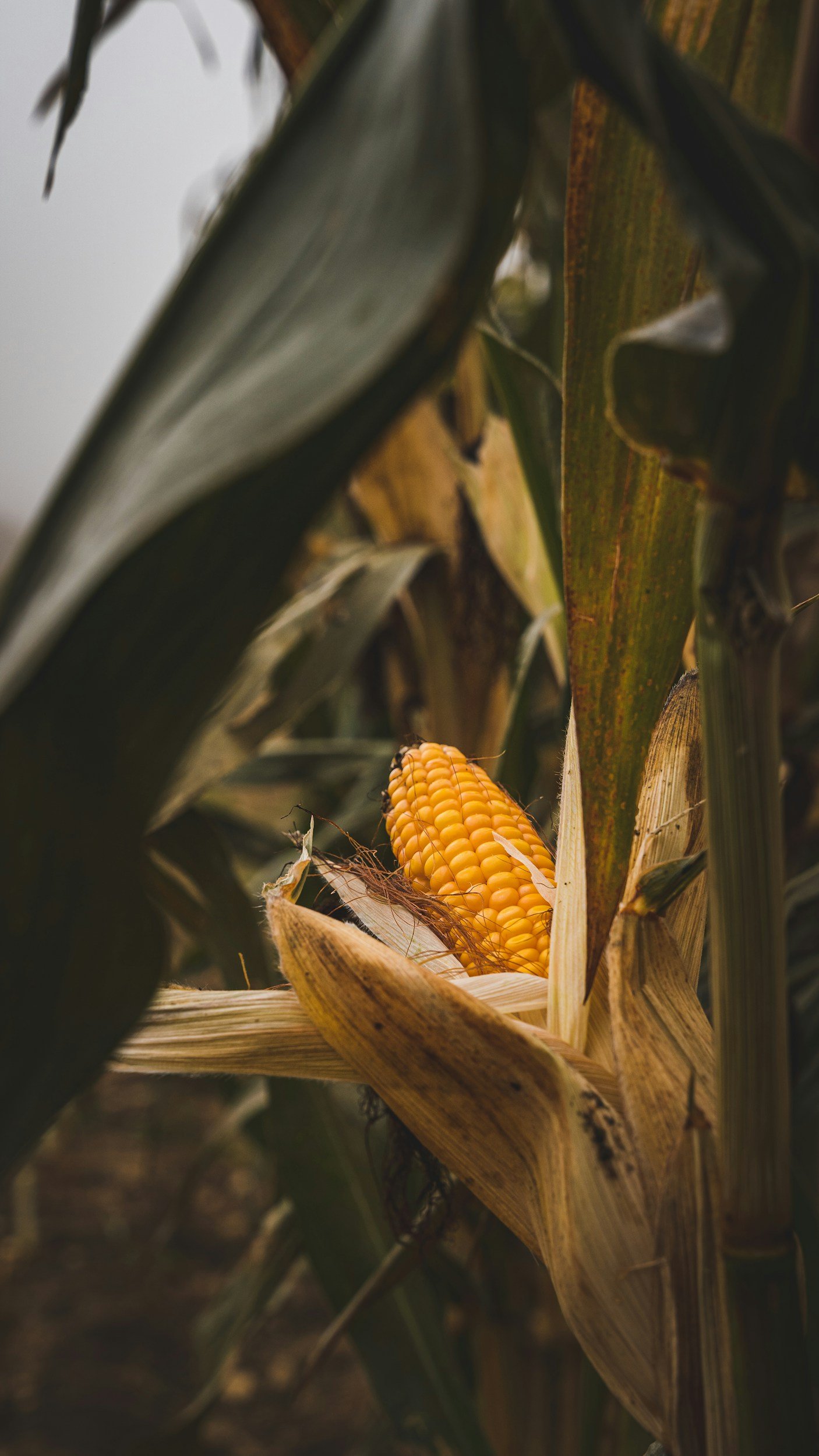 unsplash-image-TSHjv26C7Tg.jpg