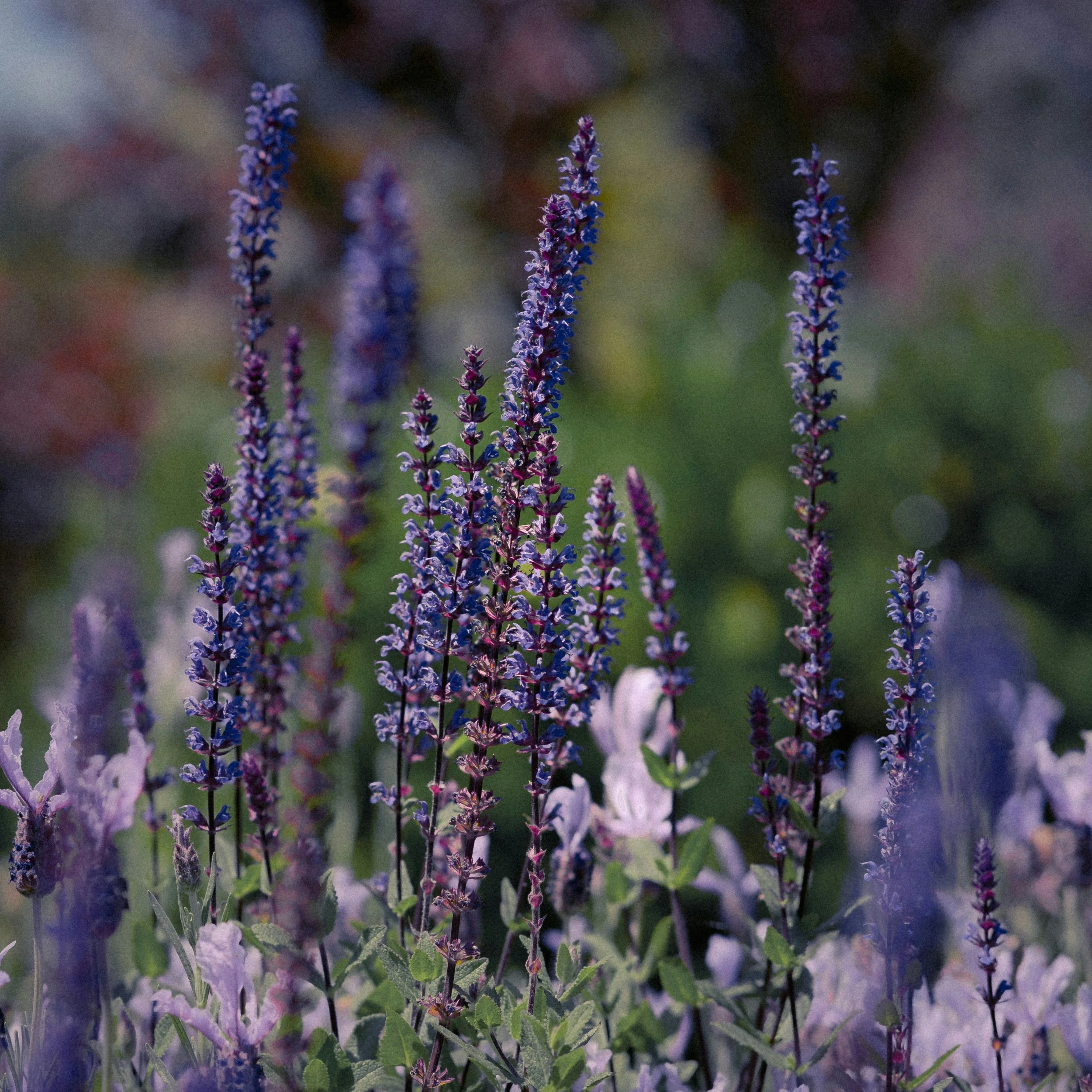 Beautiful Lavender Field