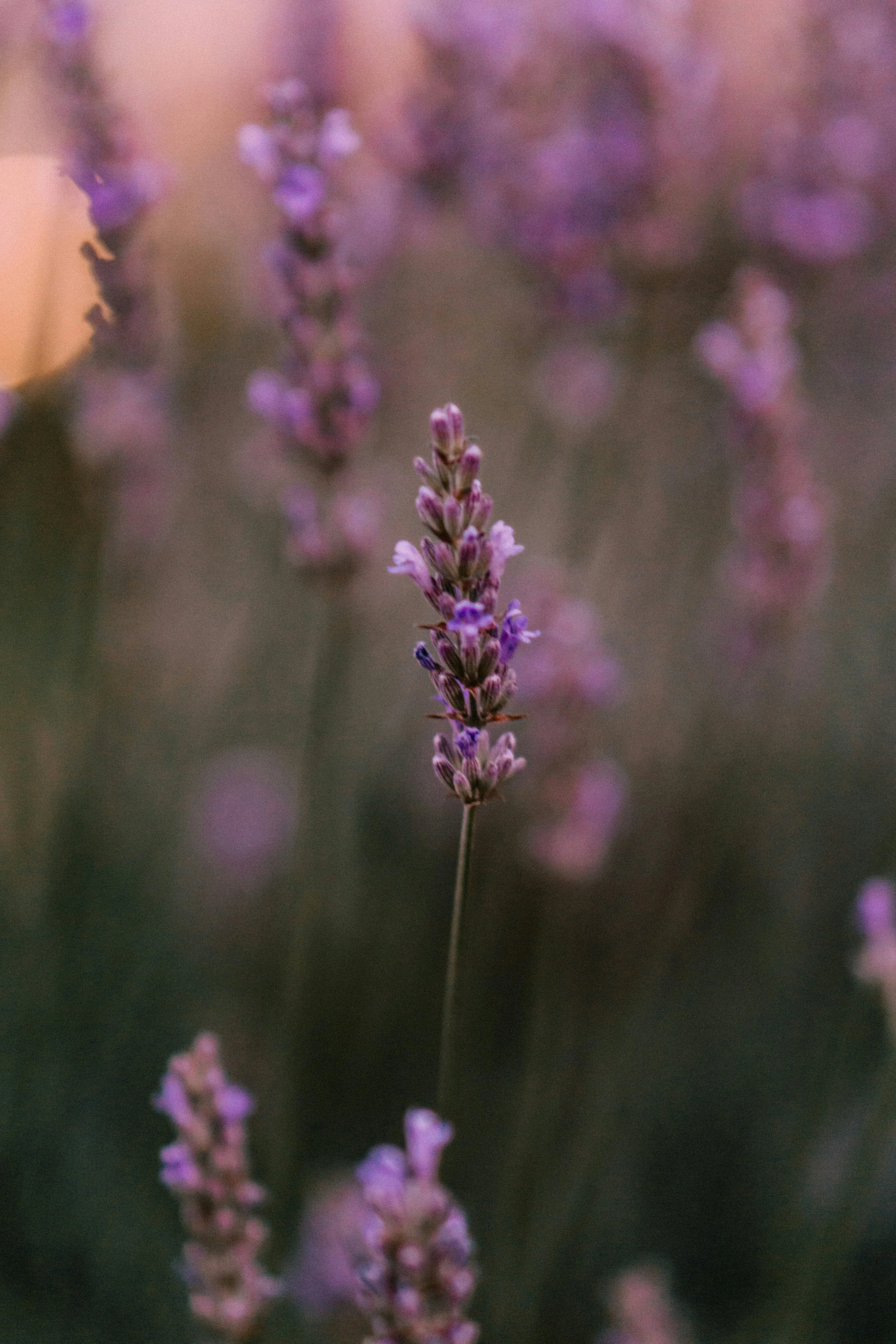 Lavender 07.jpg