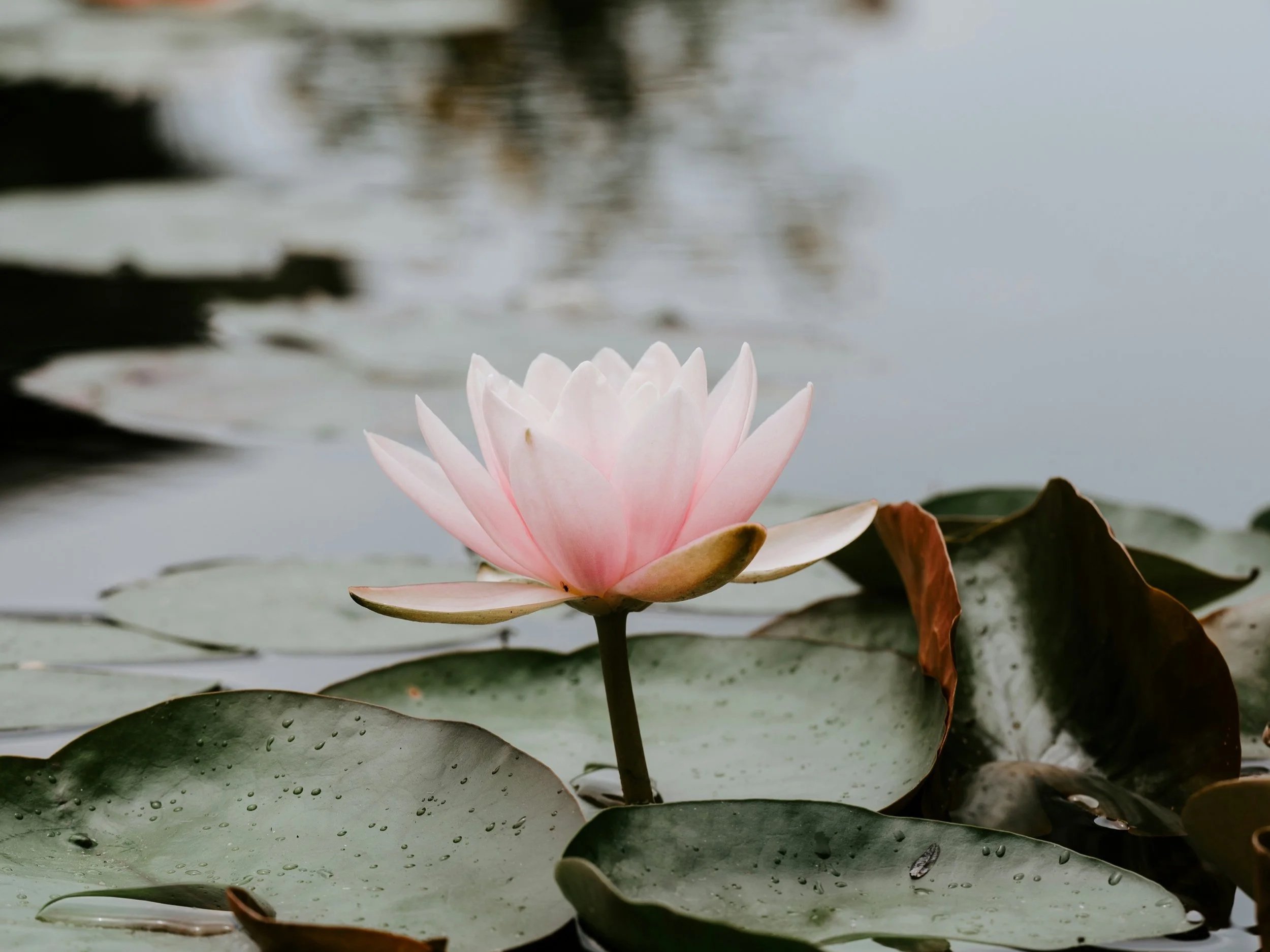 Lotus+Flower+02.jpg