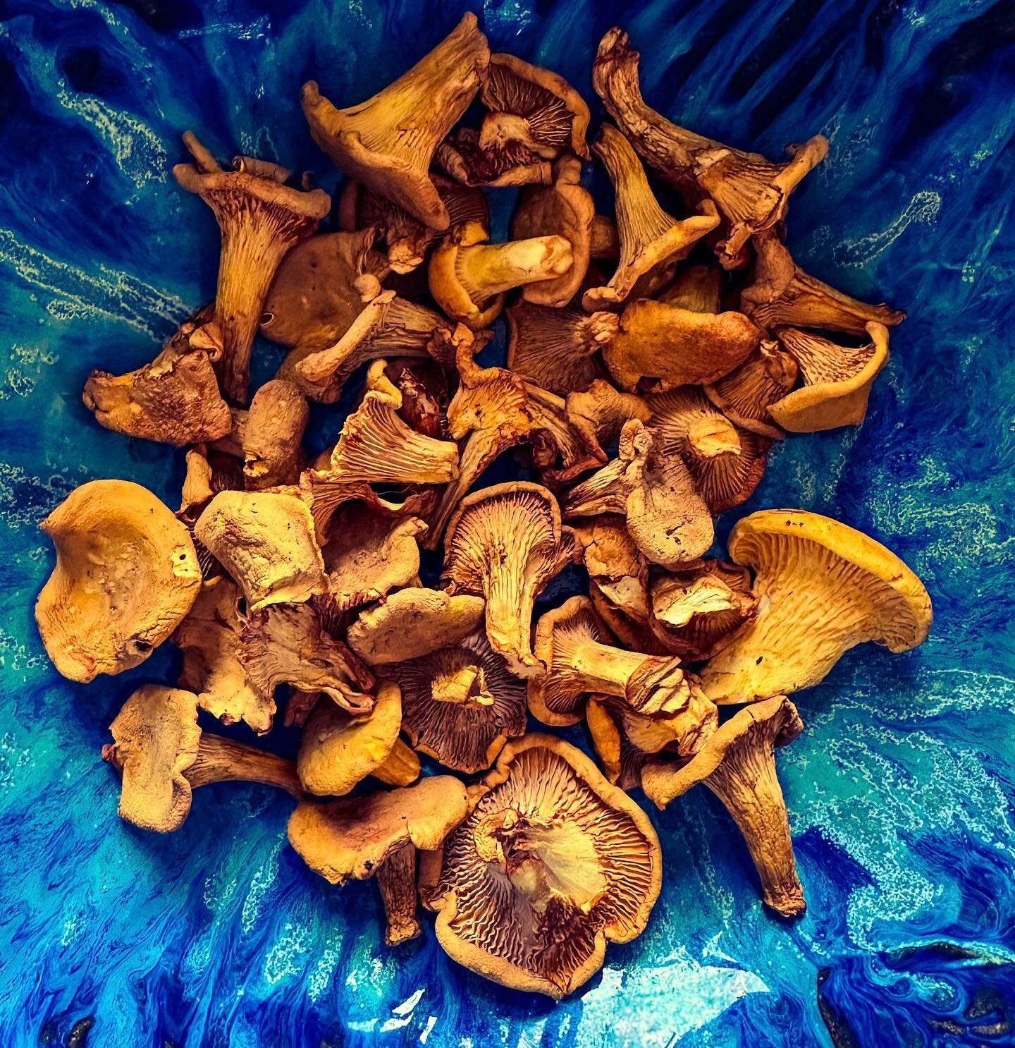 Dried gold 

#chanterelles #foragedfood #forage #forageresponsibly #mushrooms
