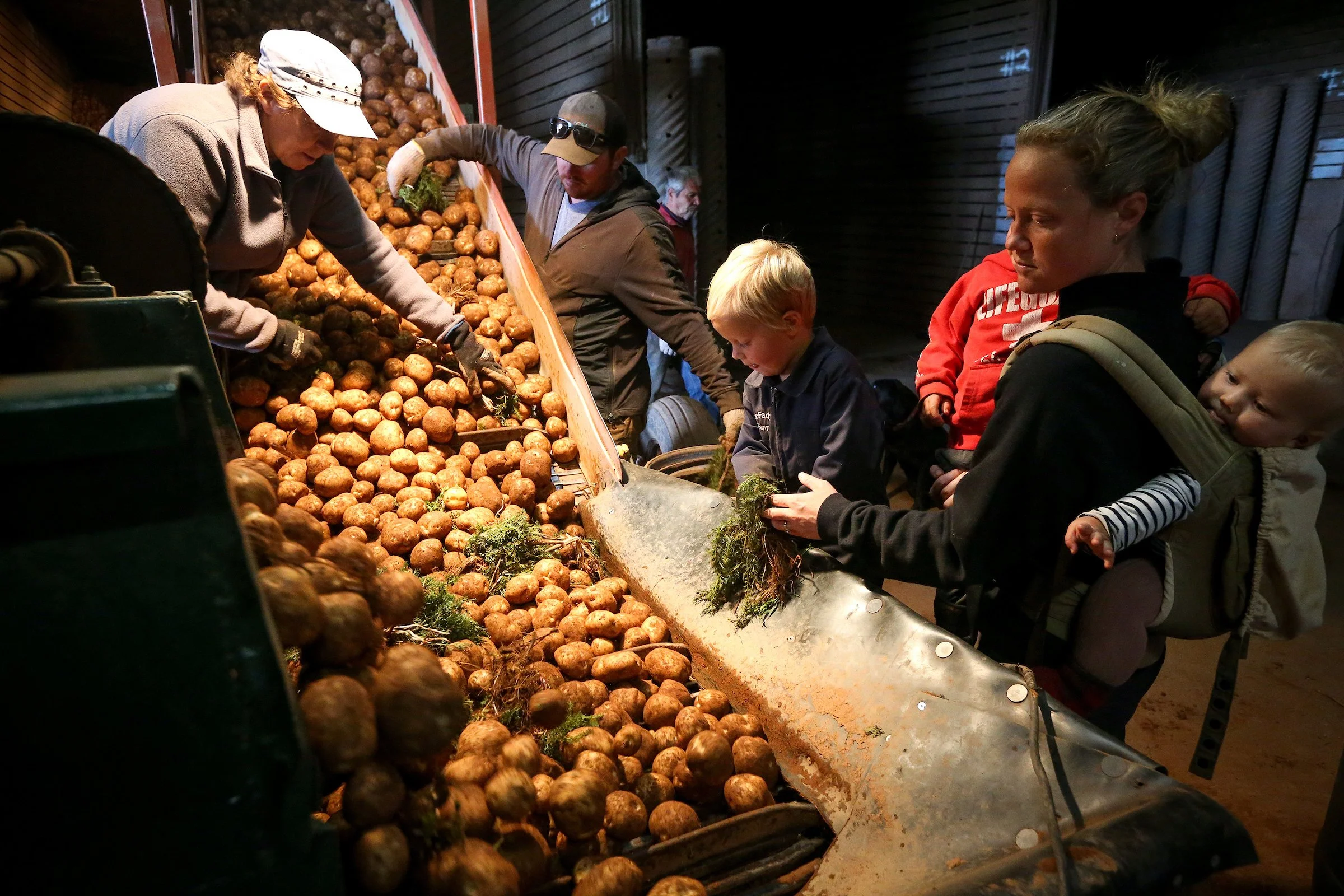 Laura Clarke, right, grades potatoes with her three children