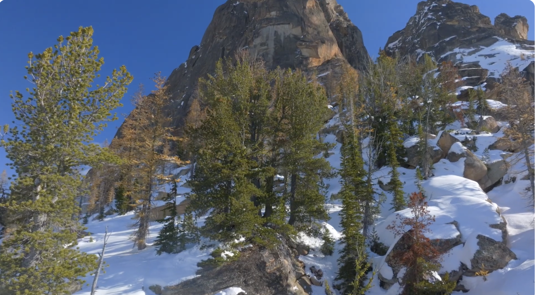 $1 million to Conserve Whitebark Pine