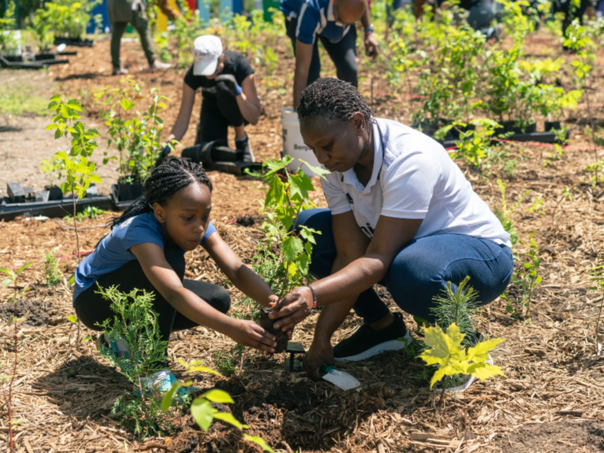 Creating a Pocket Forest in Minneapolis