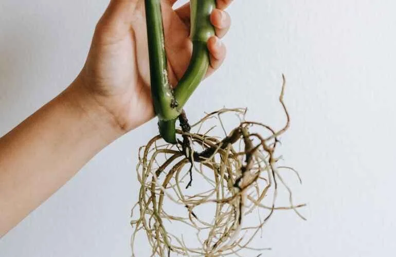 How Spiritual Procrastination Stunts Christian Growth