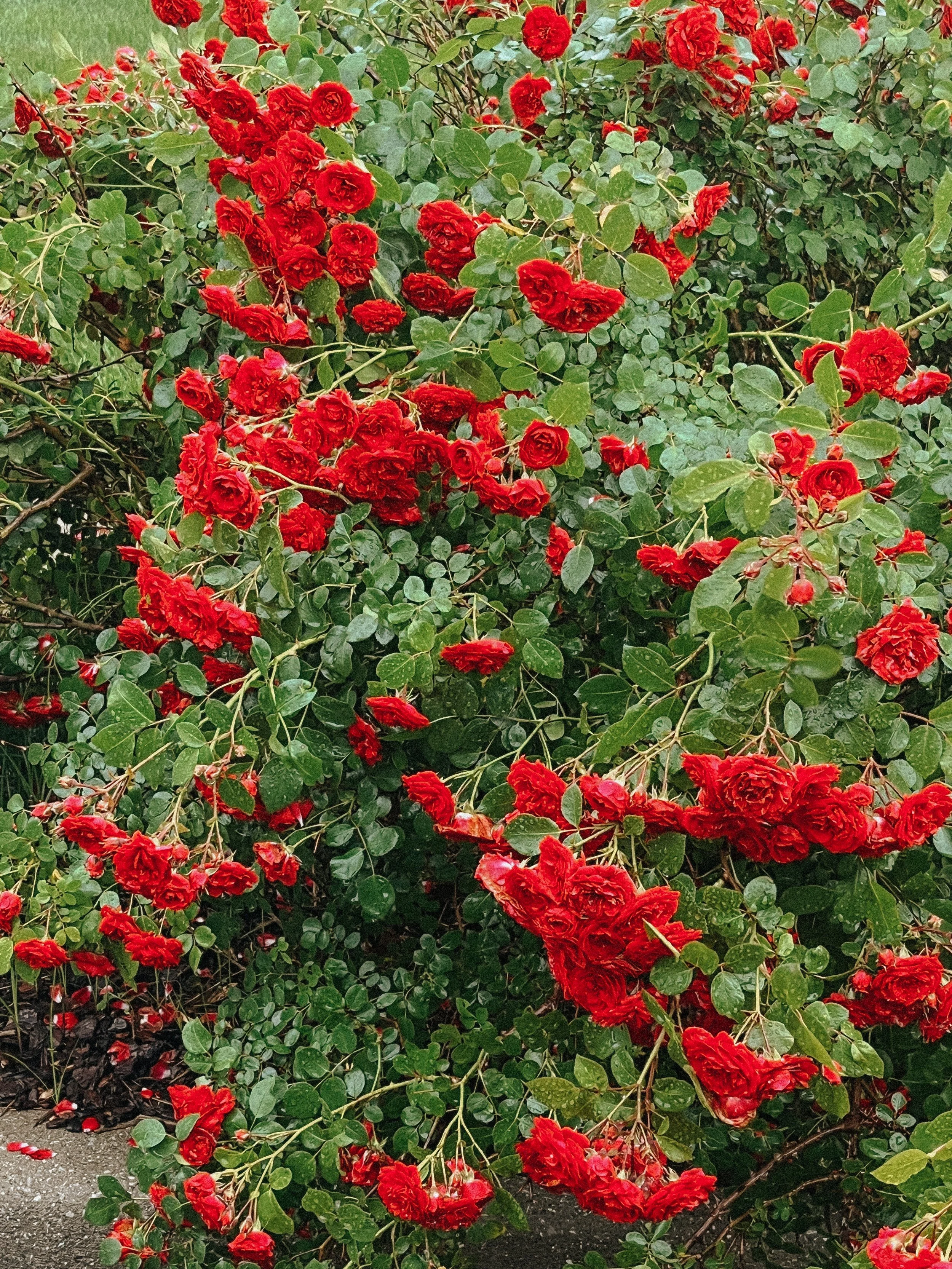 Finding Courage to Confess