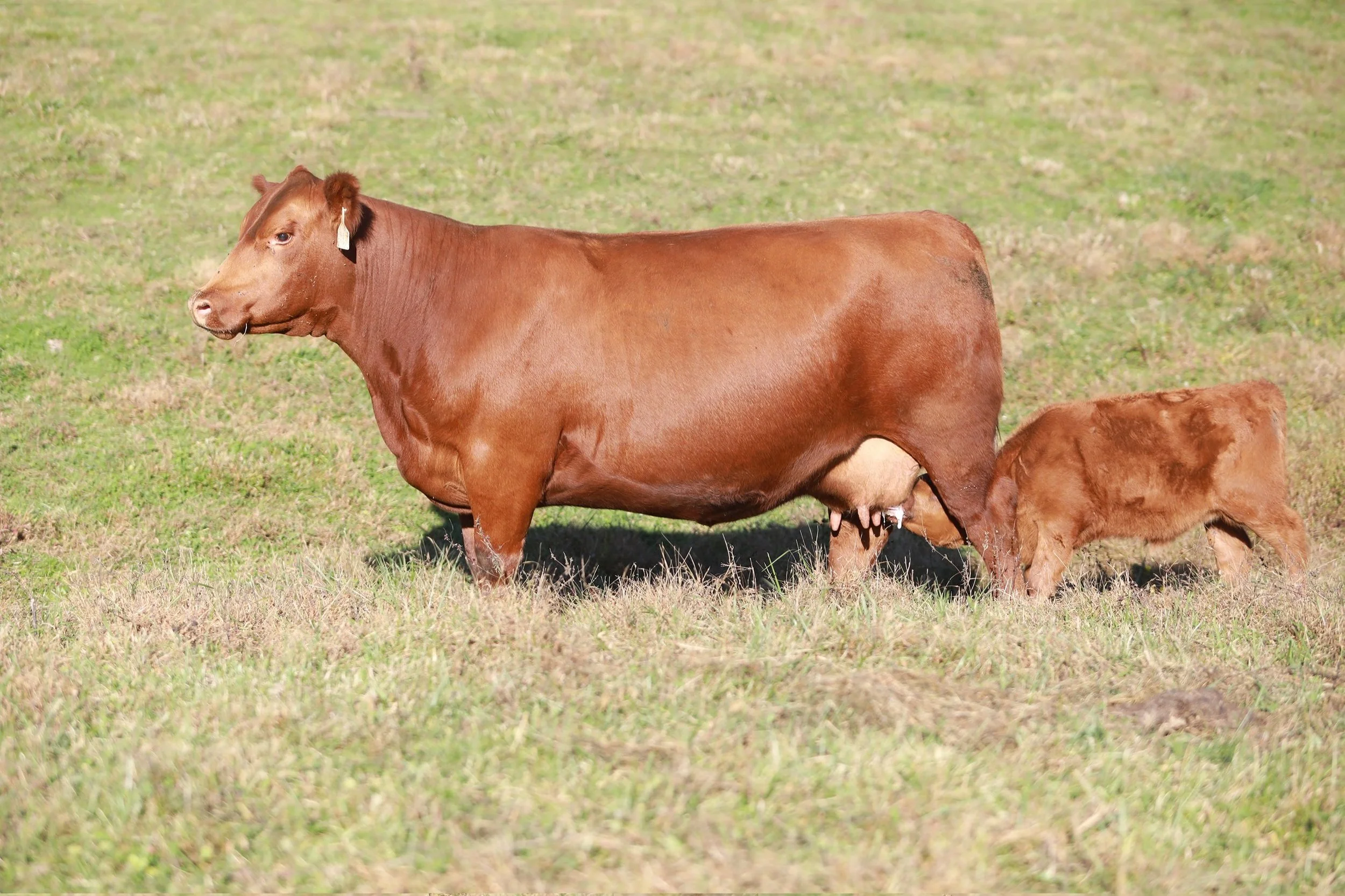 Cedar Hill Red Angus