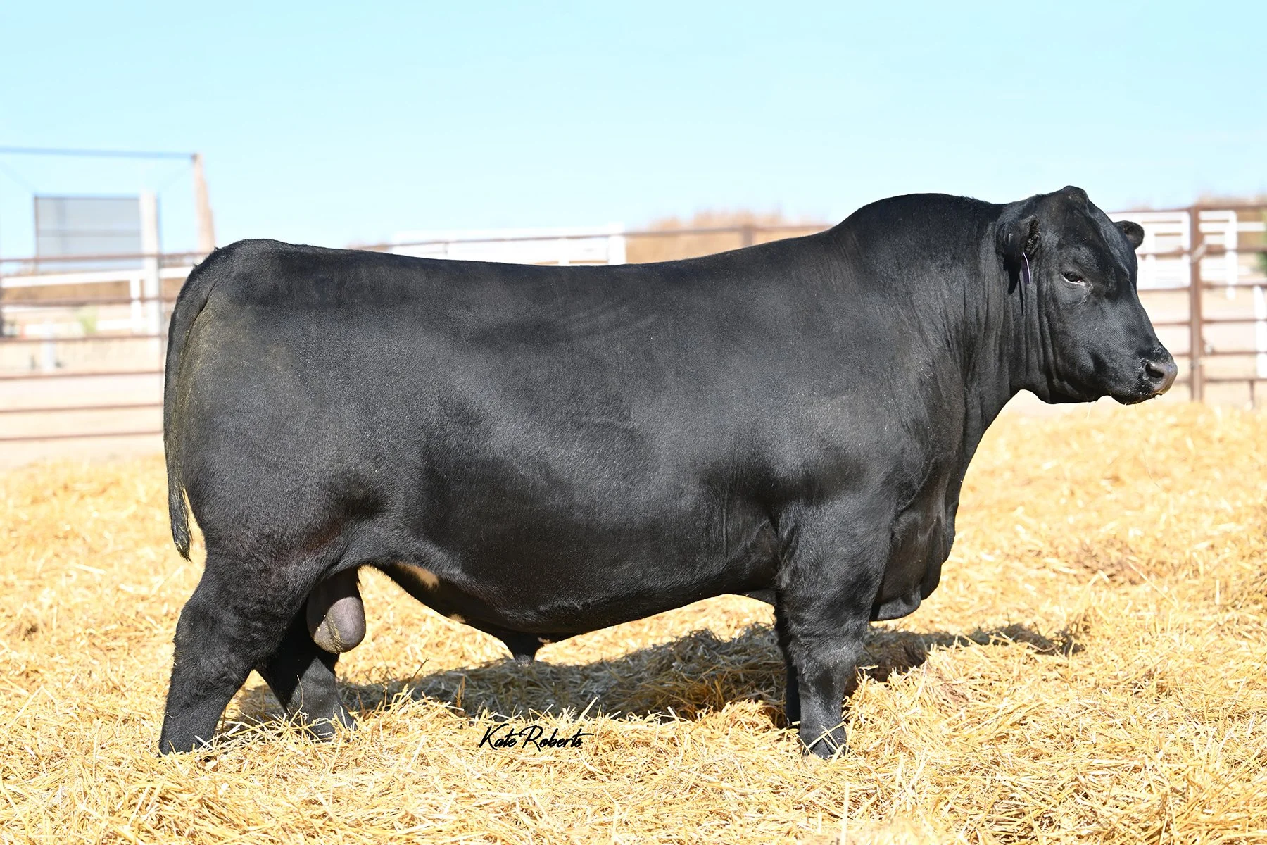 Brown Ideal K1377 owned by: Cedar Hill Red Angus, Wedel Beef Genetics, RA Brown Ranch