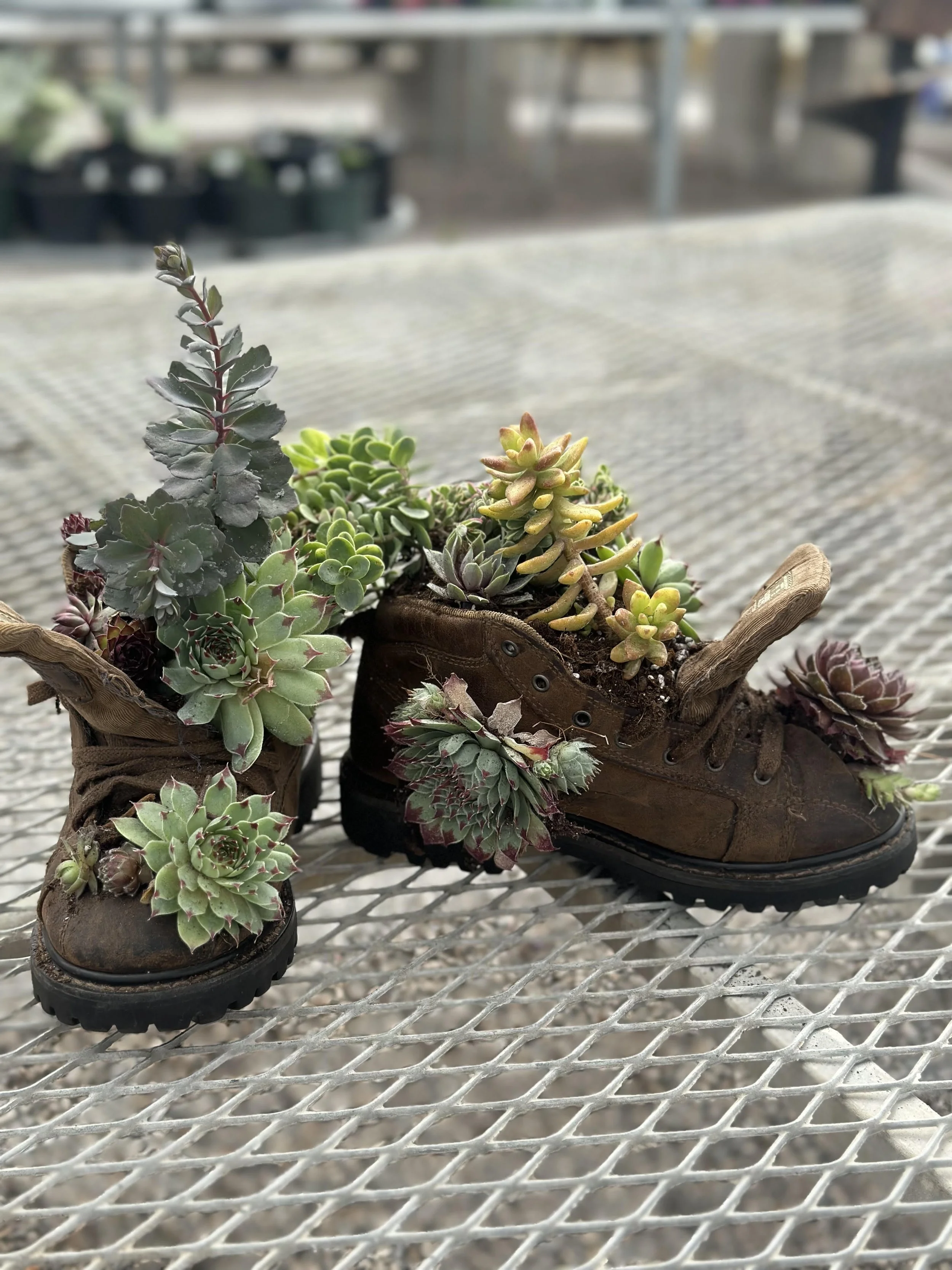 Shoe Succulent.jpg