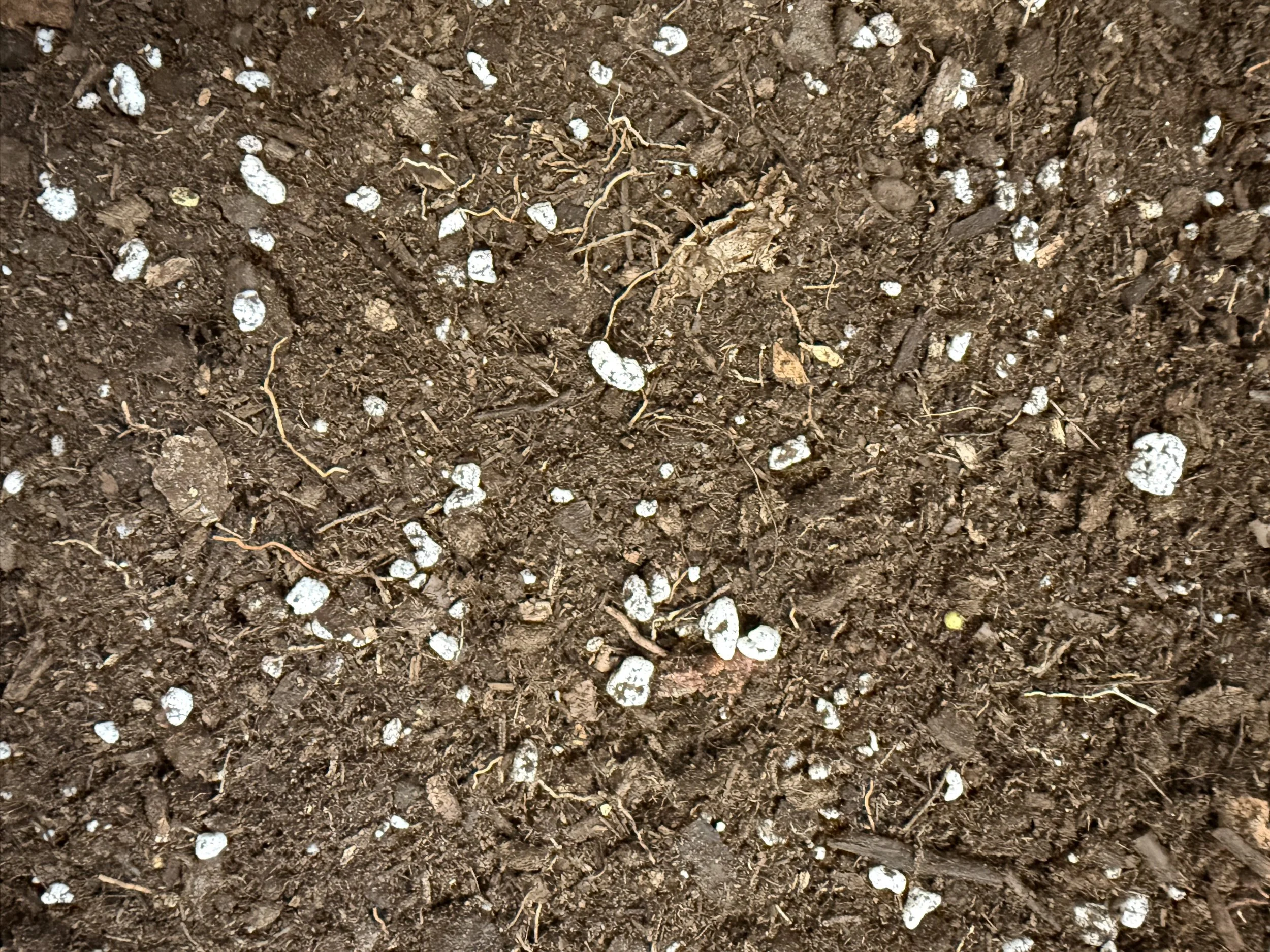 January Rest with Spring Intentions