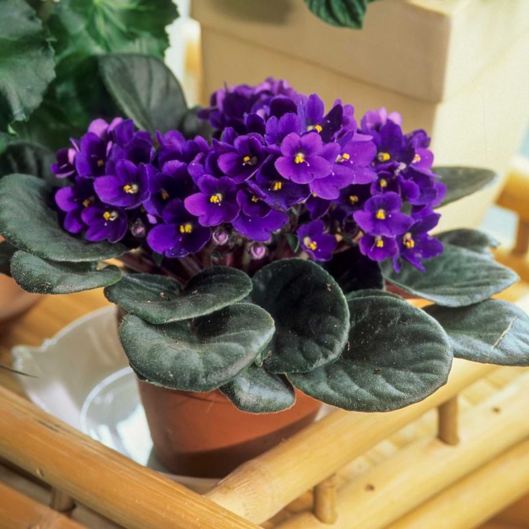 4" African Violet