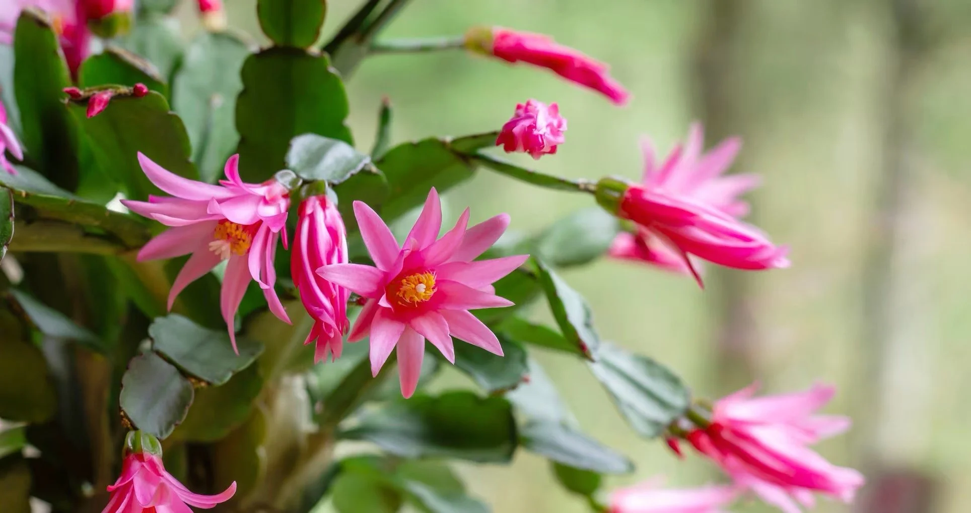Easter Cactus