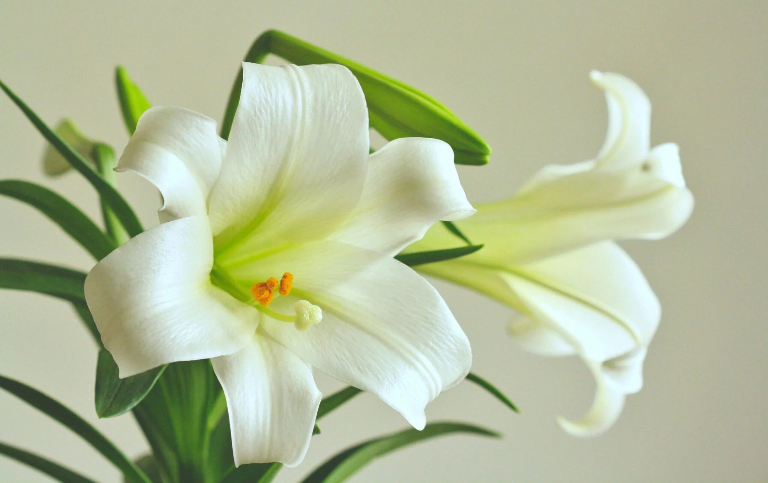 Easter Lilies