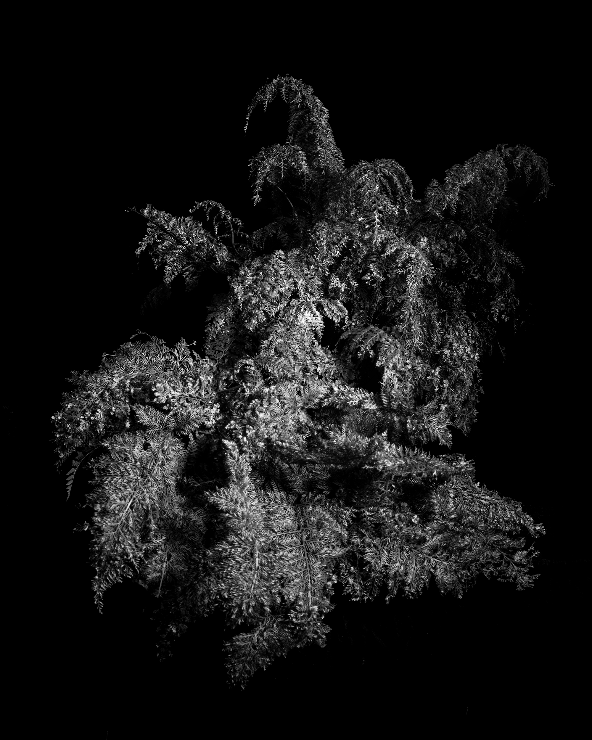 Explore the Ephemeral Beauty of Photography - Workshop by Brianna Tadeo