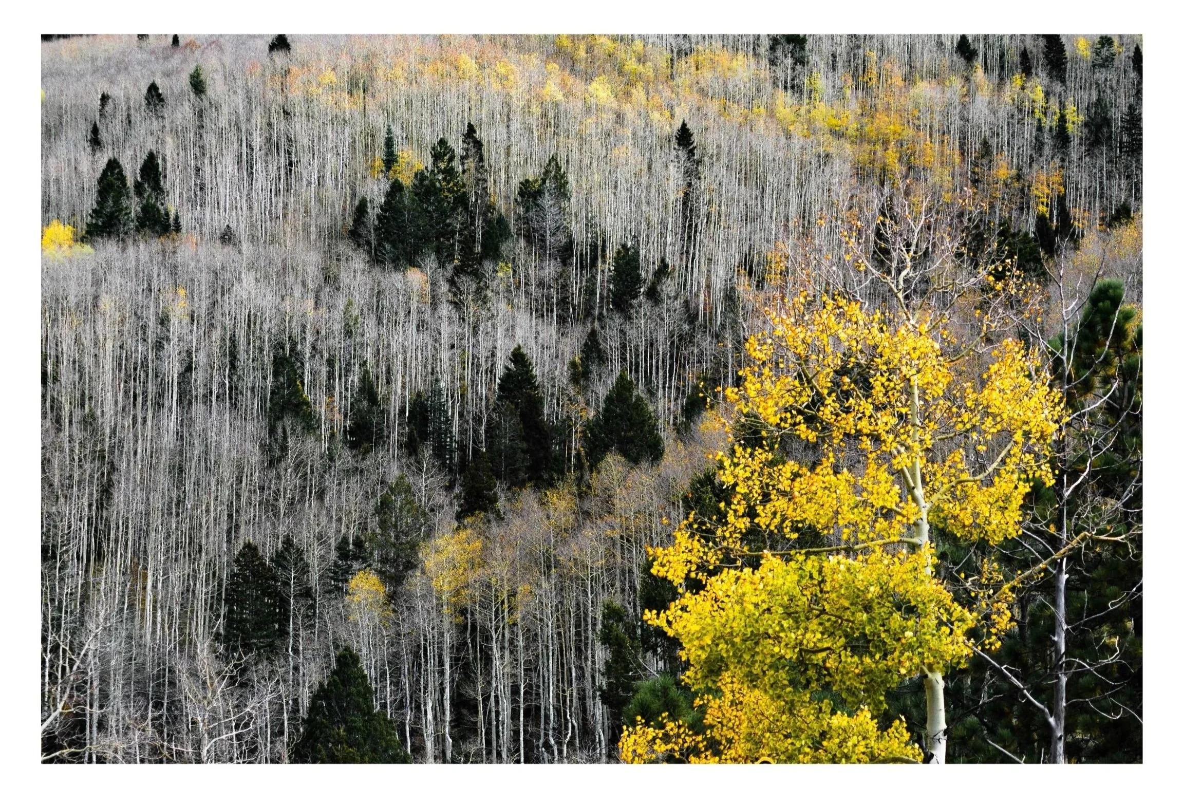 Photography of yellow aspen trees.