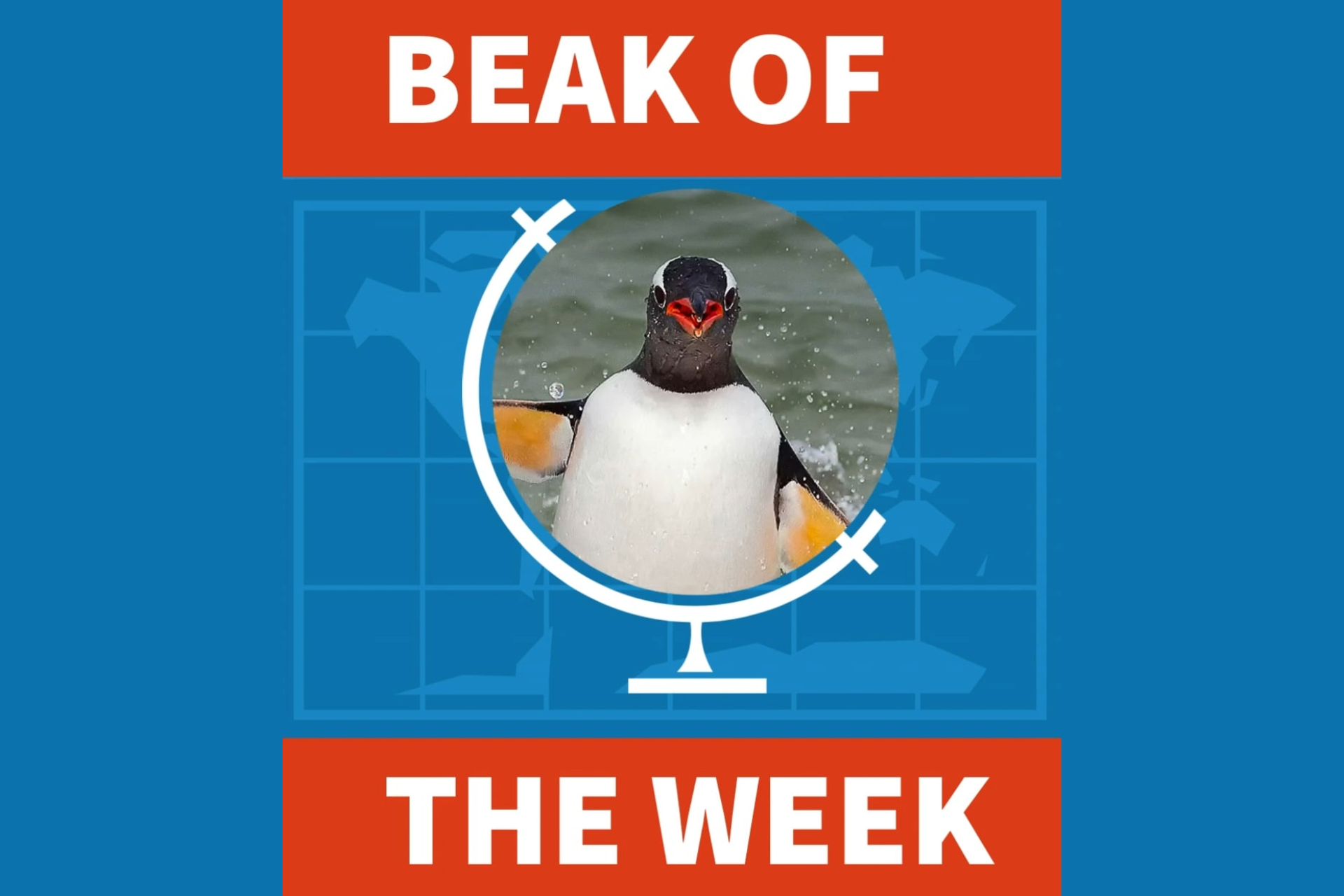 Beak of the Week