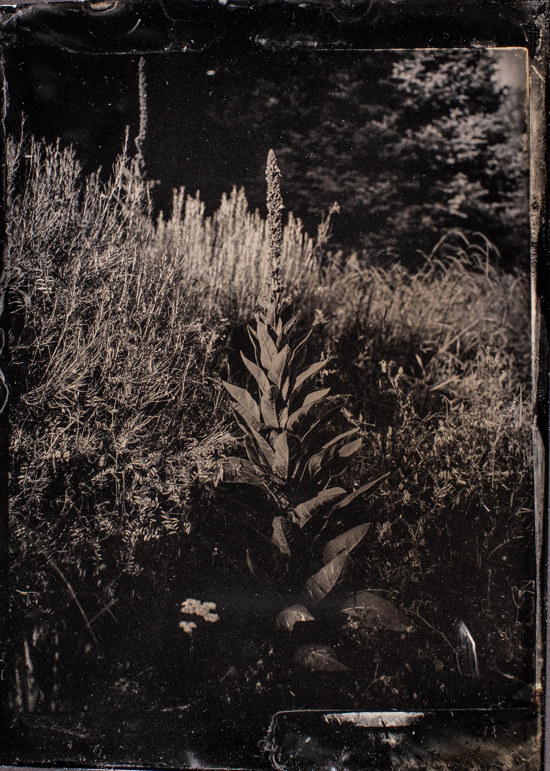 Tintypes_at_a_wedding-5.jpg