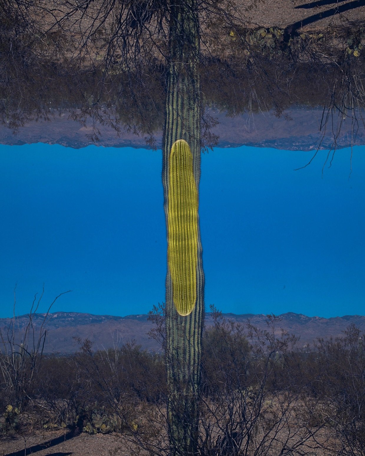 Intergalactic Saguaro.