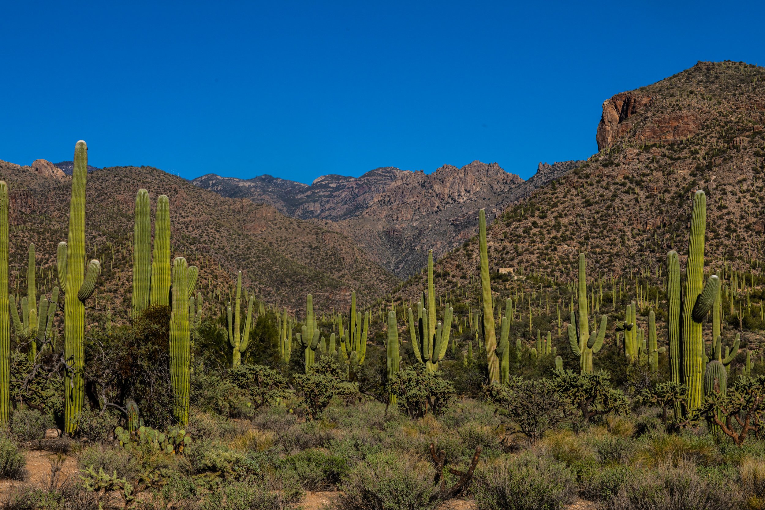  Saguaros at Sabino Canyon 