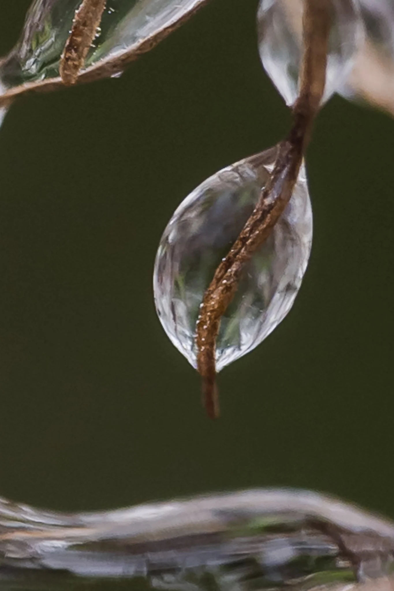 Ice Storm Honeyberry Ct December 14 2022