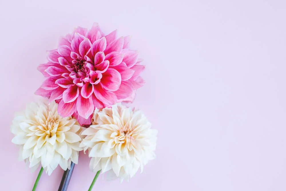 Daily Finds: Tuesday, April 7