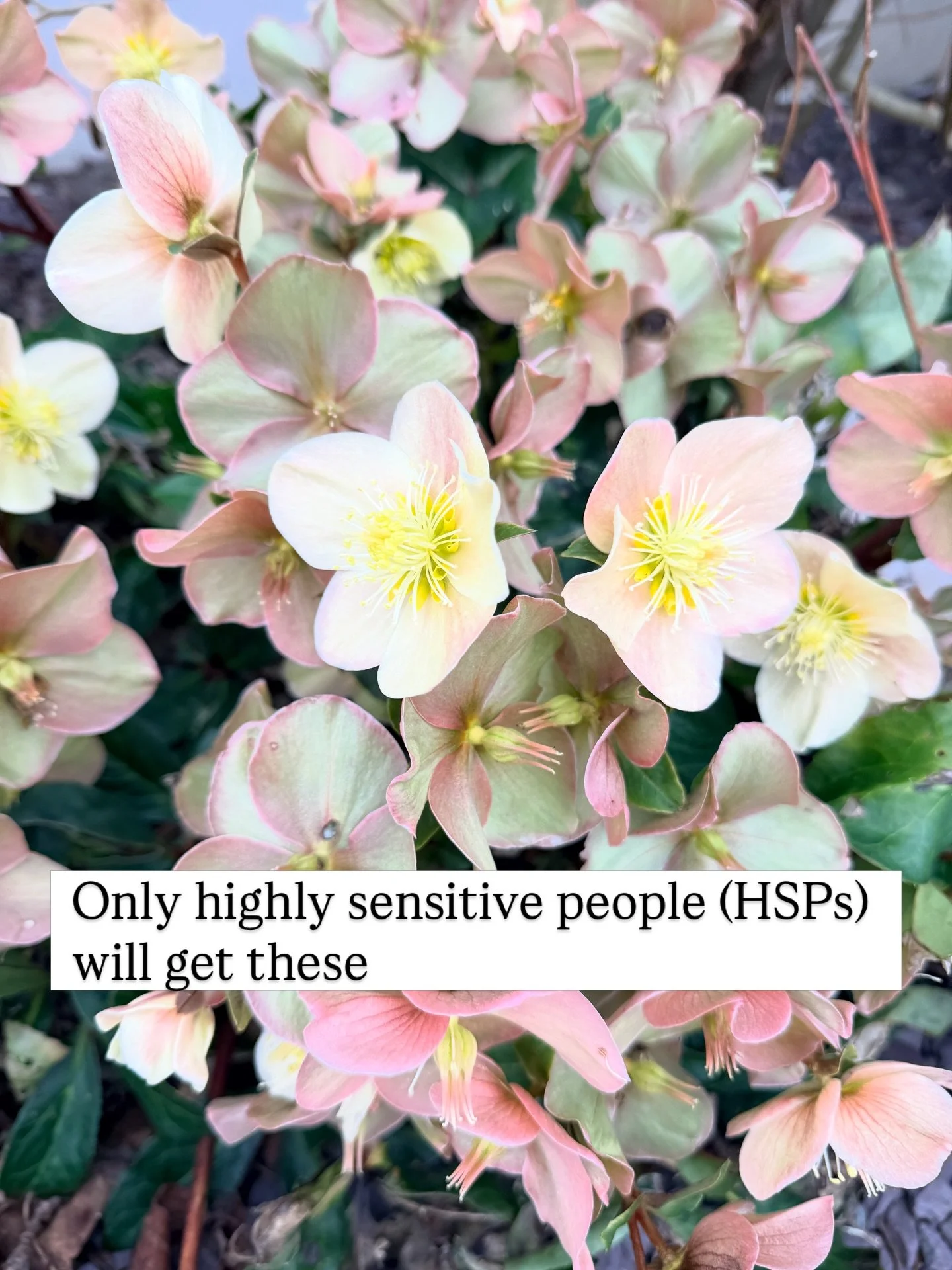 If you related to more than one of these, welcome. You have found your people.

Being highly sensitive means you experience the world at a depth most people never reach. You feel things other people don&rsquo;t even notice. It&rsquo;s not in your hea