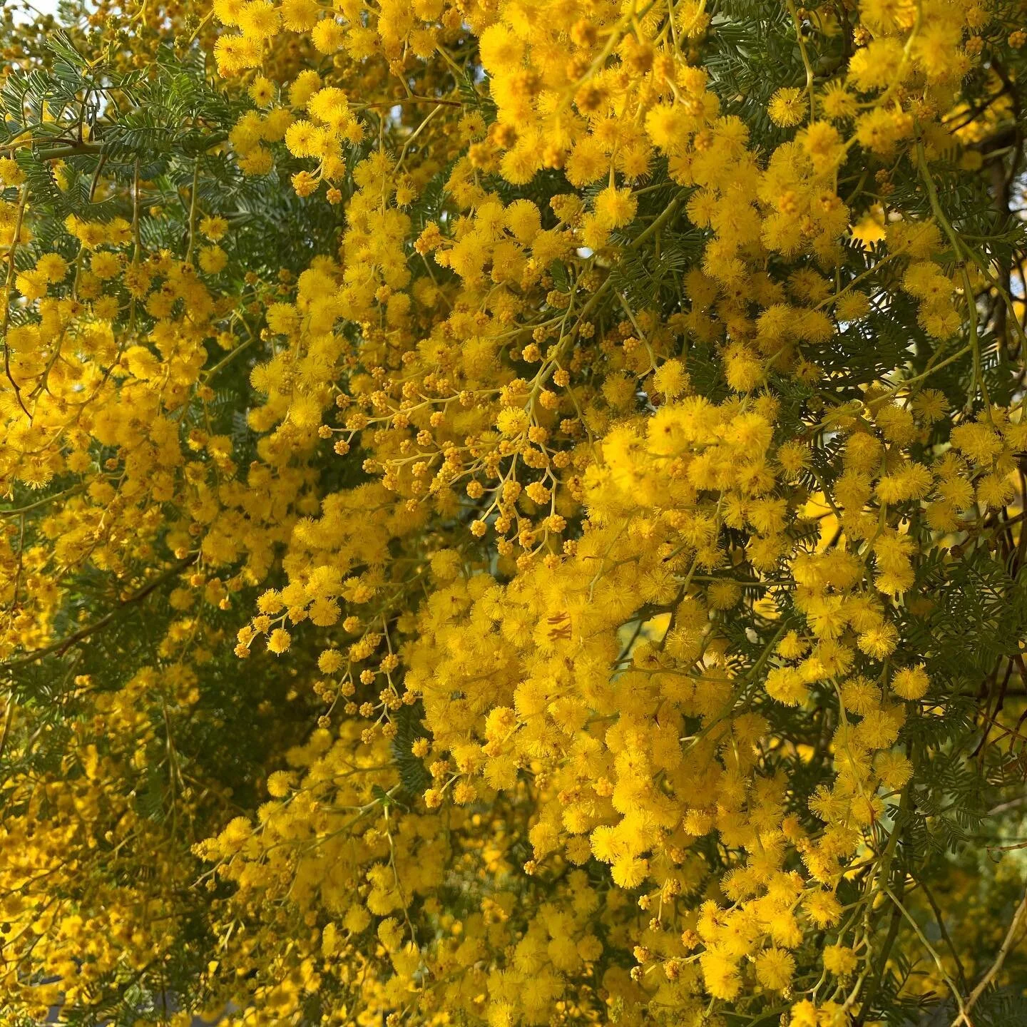 Going for gold in the Royal Botanic Gardens