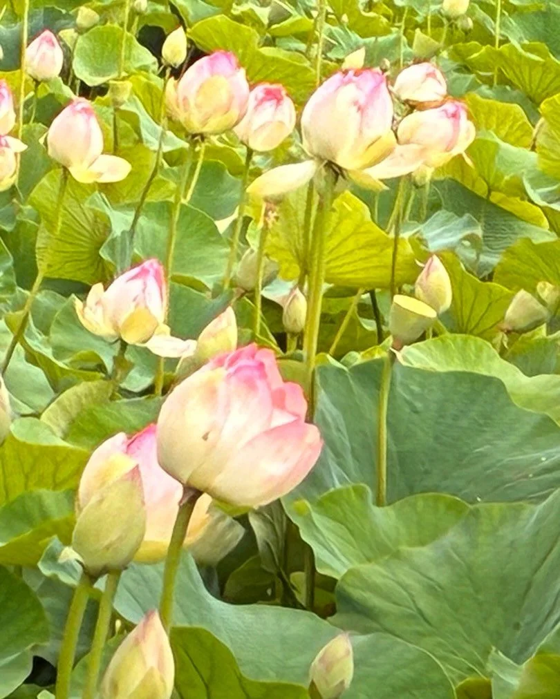 Stunning lotus blooms at Botanic Gardens today