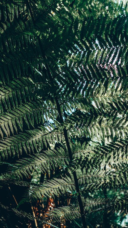 Triplet Falls - Great Otway National Park