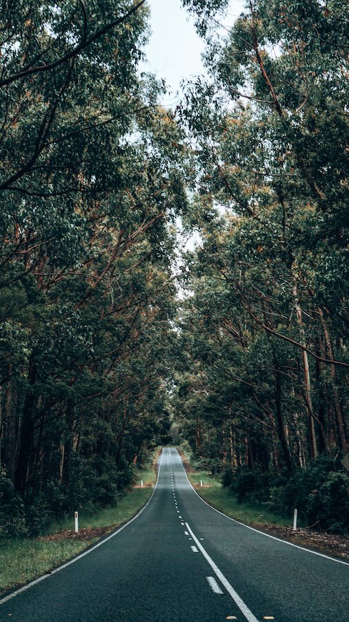 Great Otway National Park - Great Ocean Road