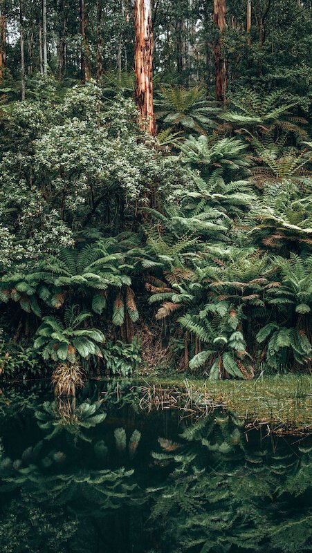 Great Otway National Park - Lake Elizabeth