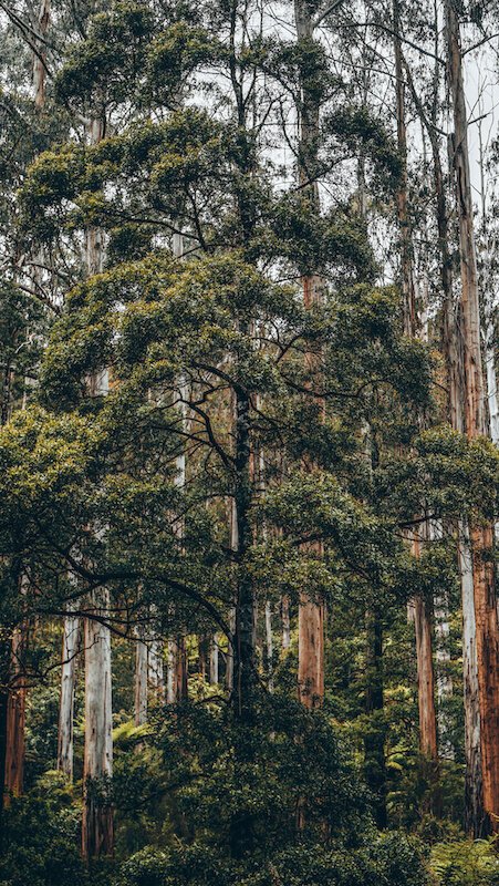 Great Otway National Park - Lake Elizabeth