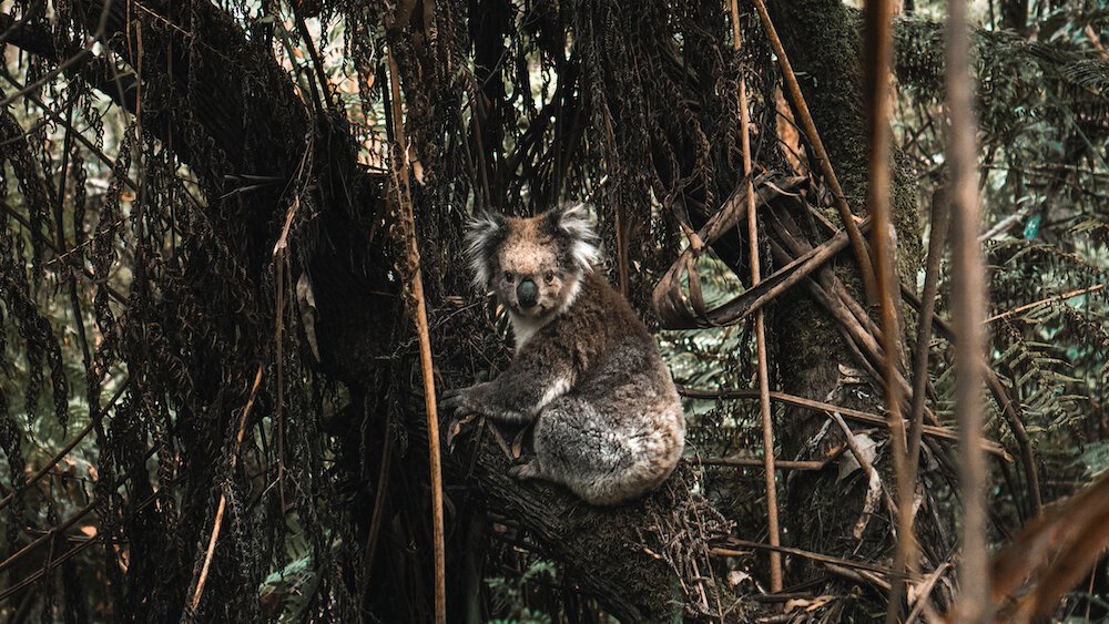 Great Otway National Park - Wild Koala