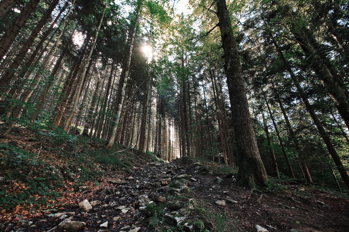 Schafberg Hike, Forest