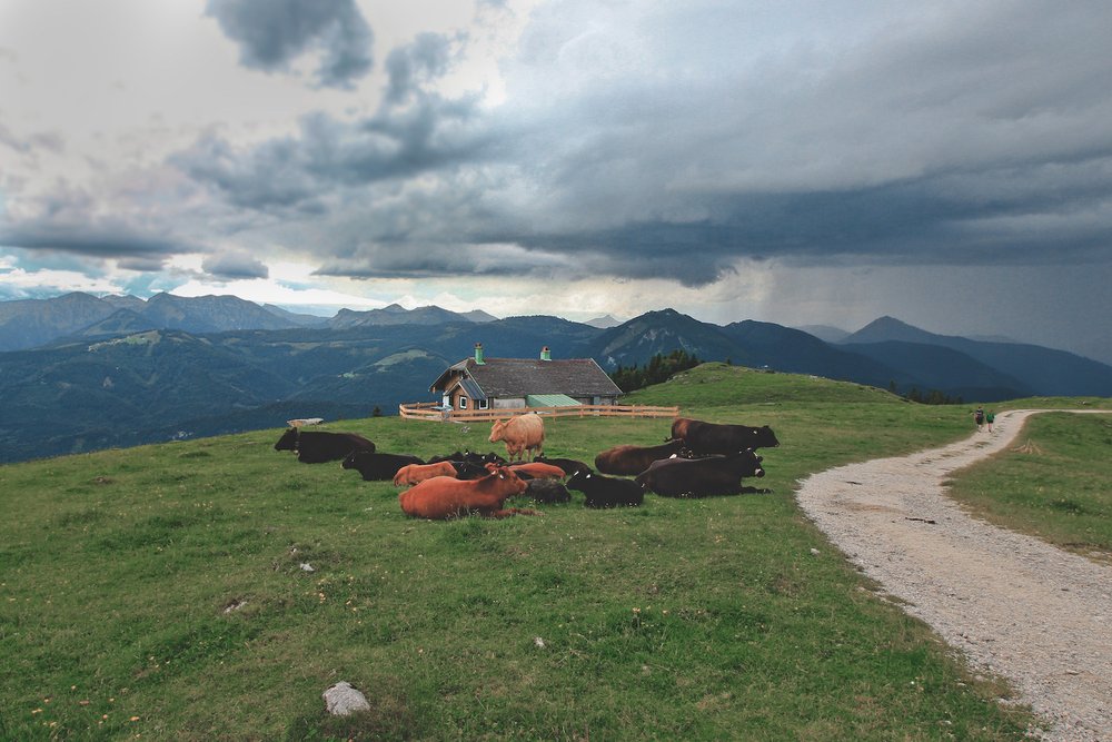 Mountain Cattle, Schafberg