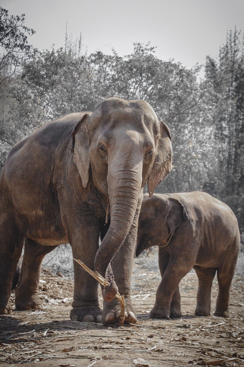 Elephant Sanctuary - Chiang Mai