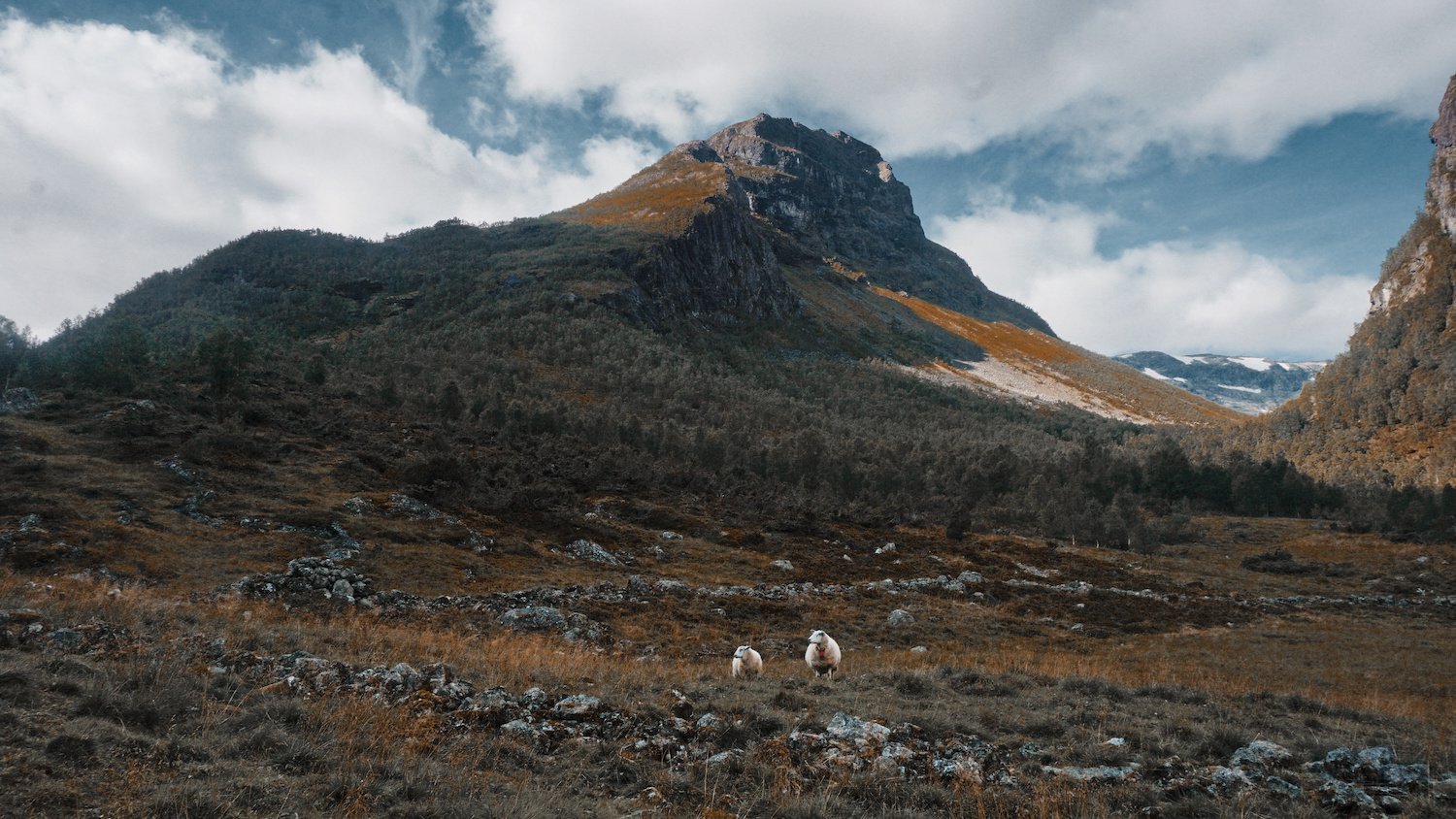 Breiskrednosi - Mountain Sheep