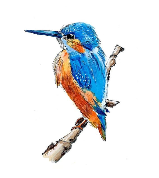 Kingfisher (Y3)