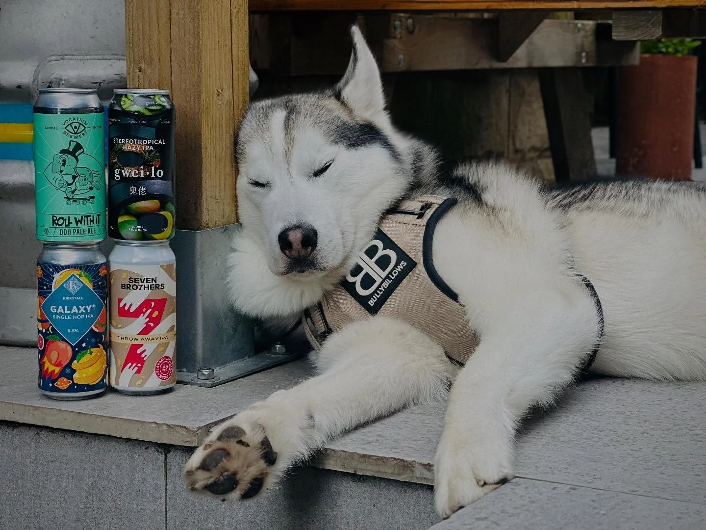 Looks like Luther&rsquo;s had one too many of our IPAs 😴🍺

A dreamy line-up from some of our favourites . . . and it&rsquo;s Can Can Tuesday, which means 20% off all craft cans! 👌🏻

Be like Luther&hellip; settle in, get comfy and enjoy a few 🐾💫