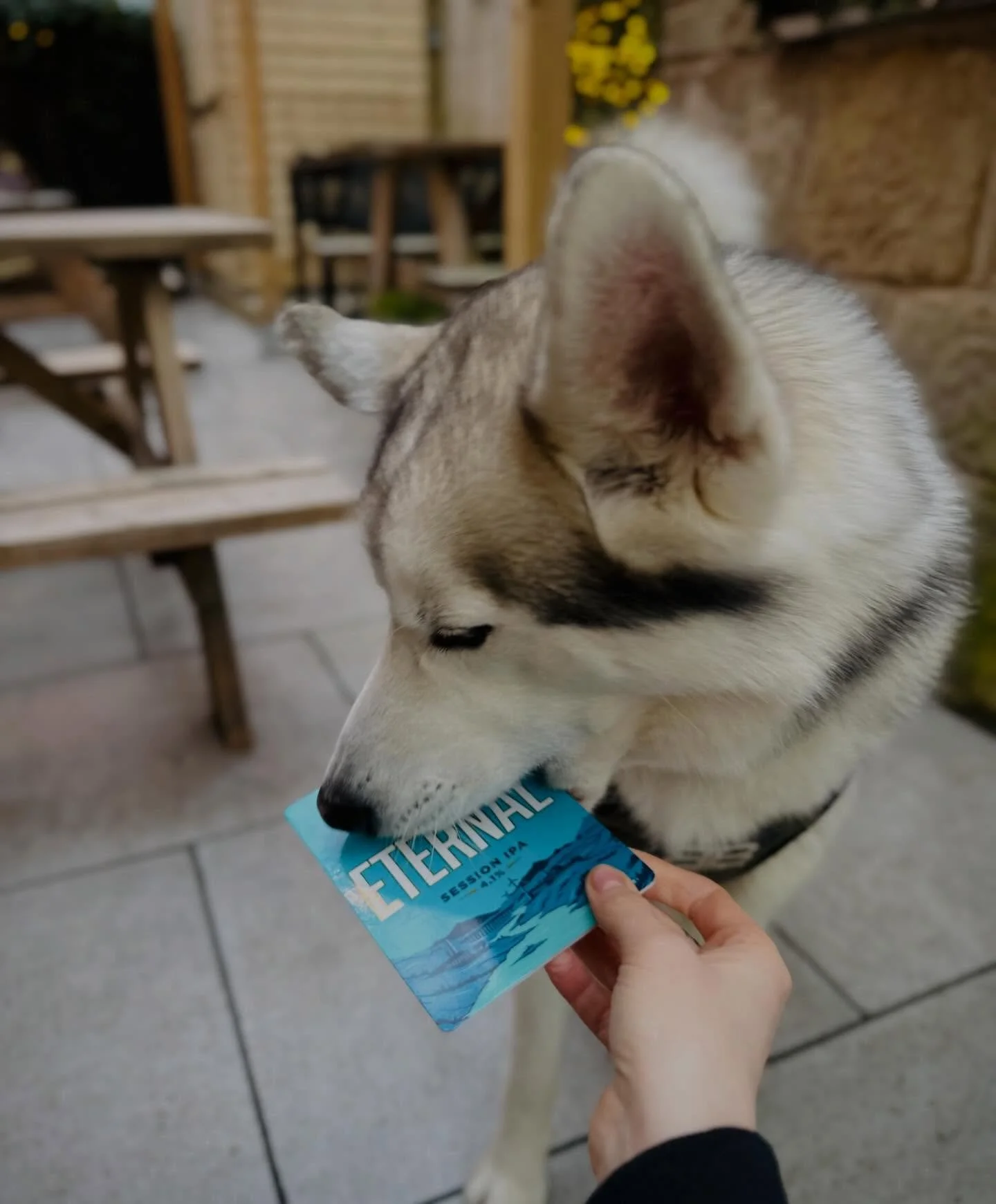 Even Luther&rsquo;s a fan of @northernmonk&rsquo;s Eternal 💛🐾
This beautifully sessionable cask IPA is pouring today- very suppable, refreshing and perfect for a Saturday afternoon 🙌🏻

We&rsquo;re open from 2pm - see you at the bar 🍻