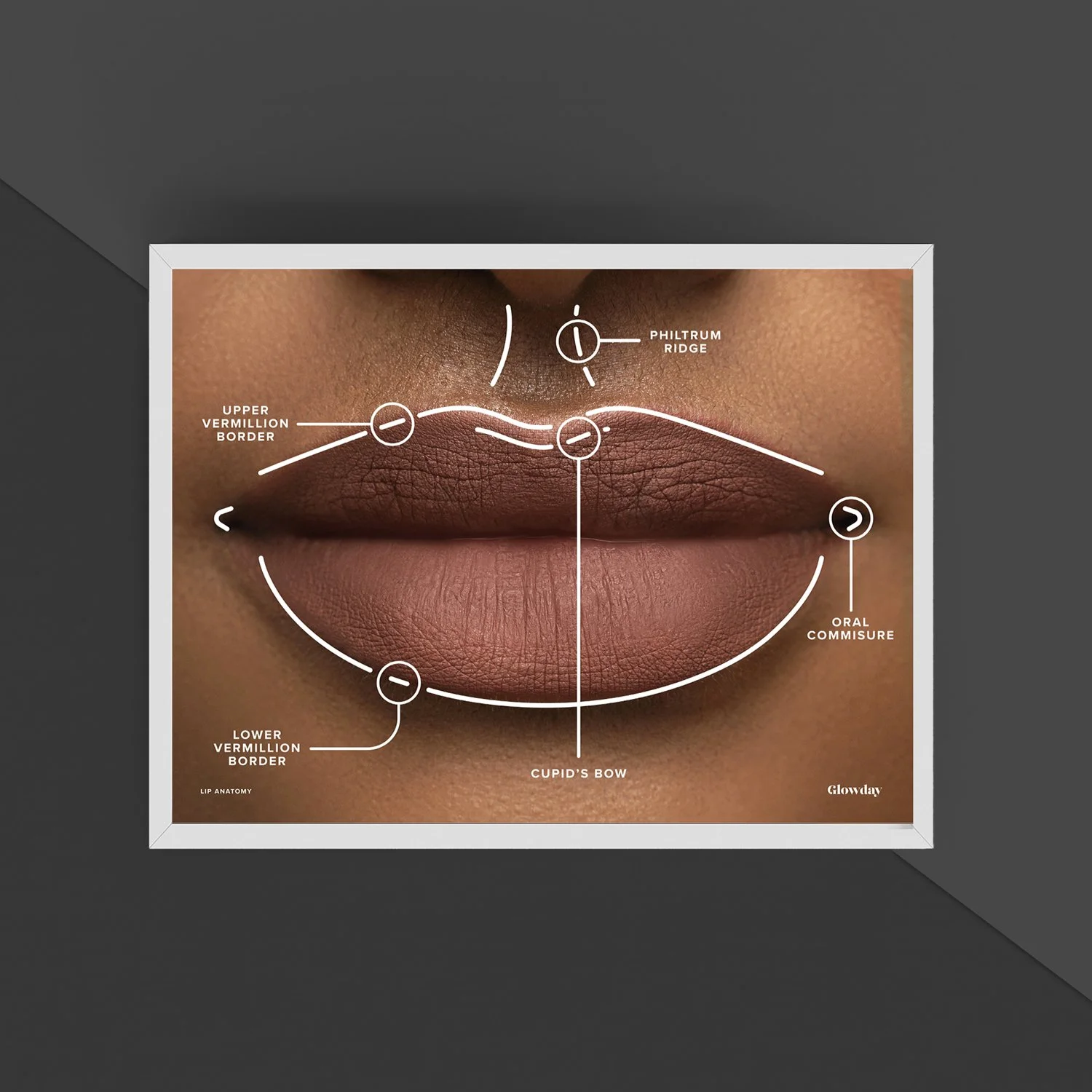 Lip Anatomy v1.jpg