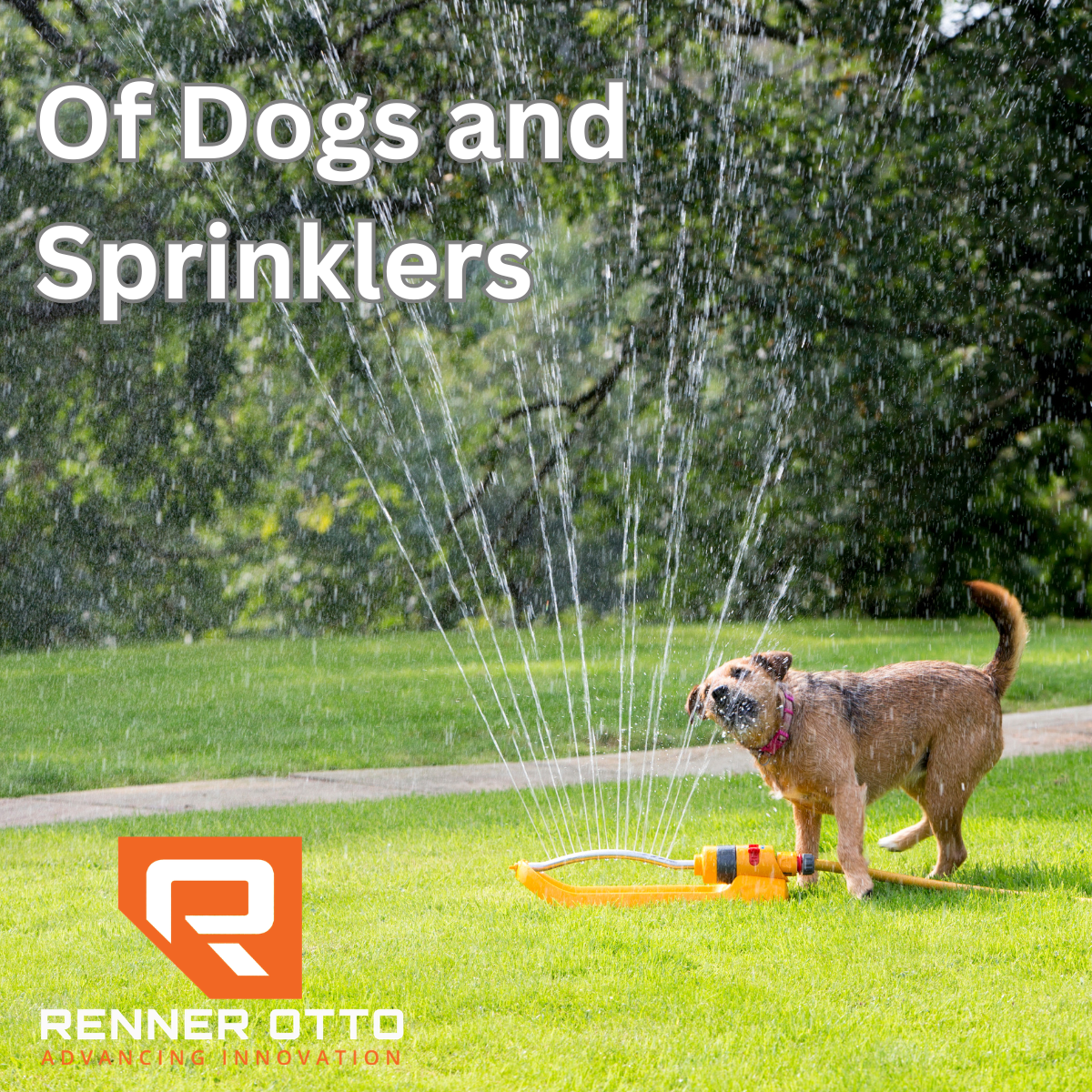 Of Dogs and Sprinklers