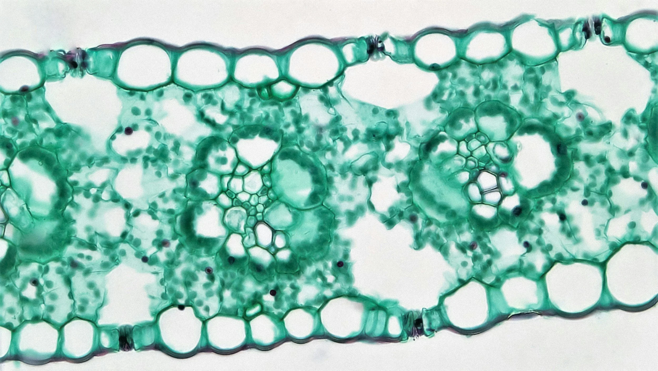 The Hormone Connection Hiding in Your Cells
