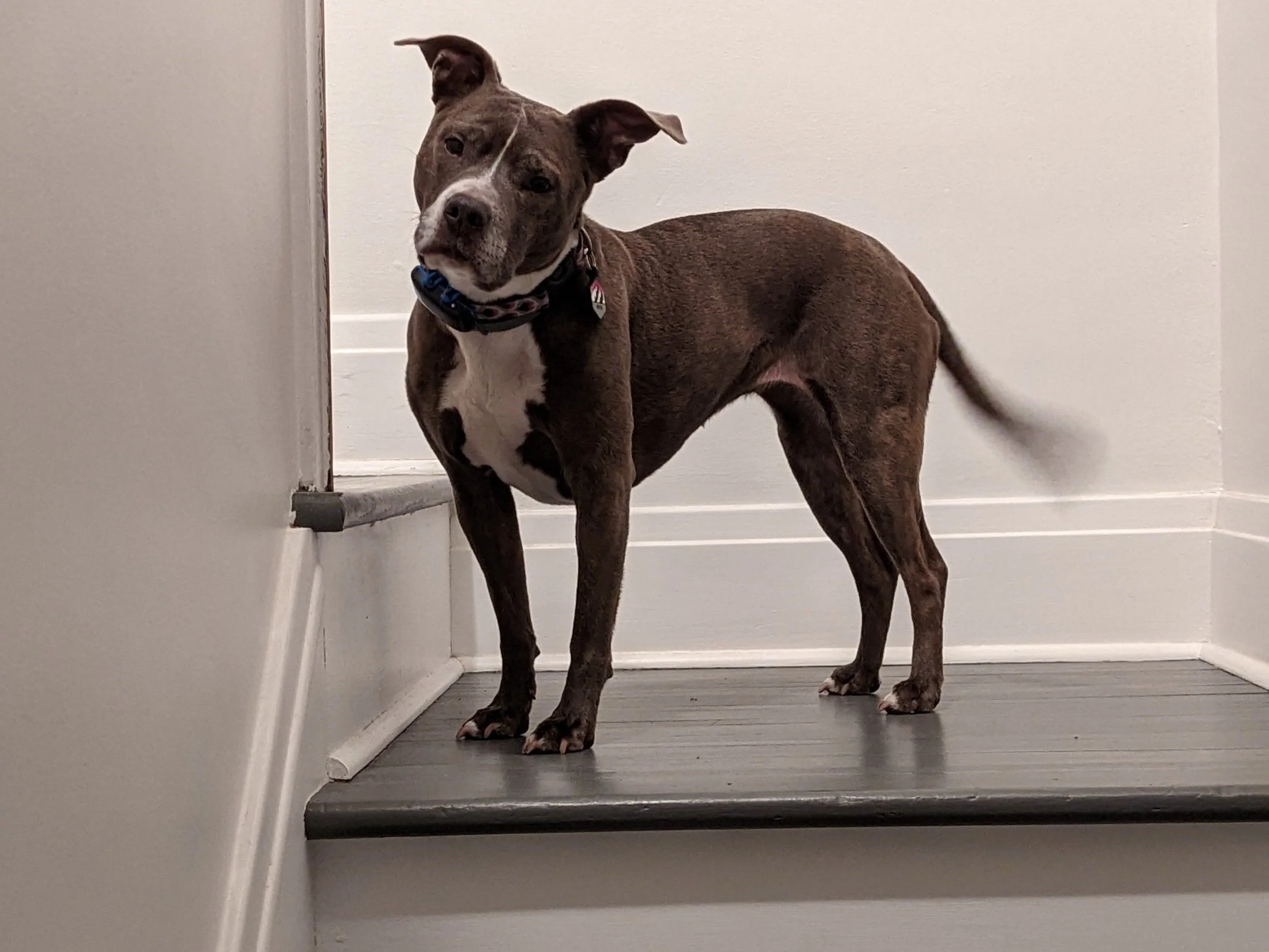 I don’t need to fix the dog