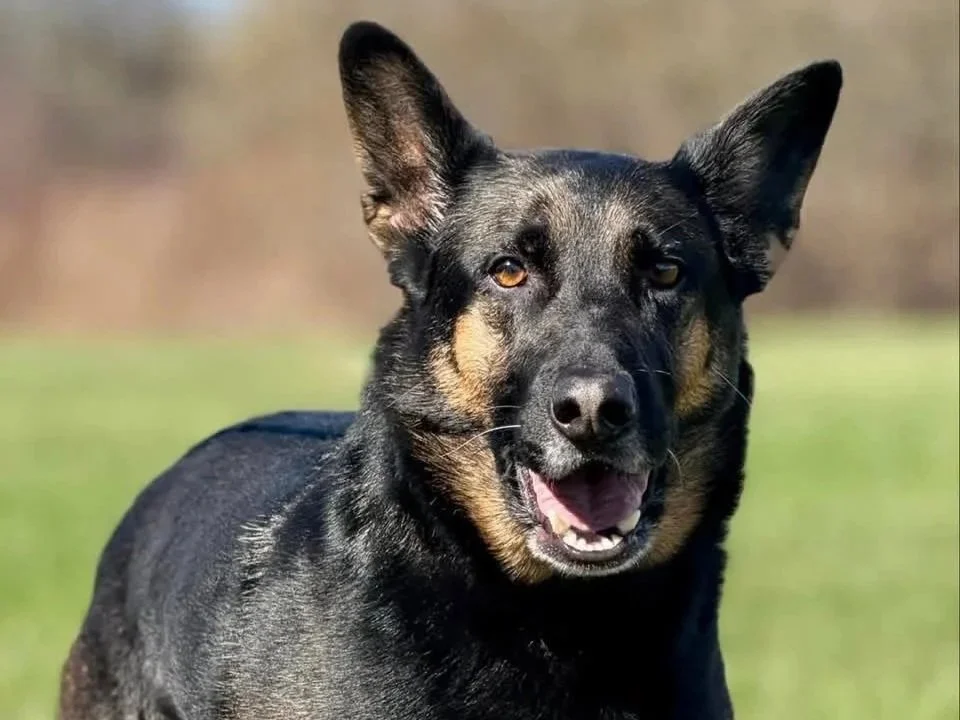 The Project Dog: Chief’s Story