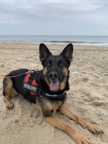 Chief's first time at the beach!