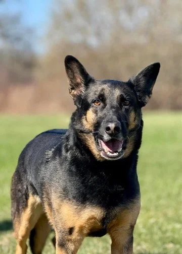 Majestic Little Beast