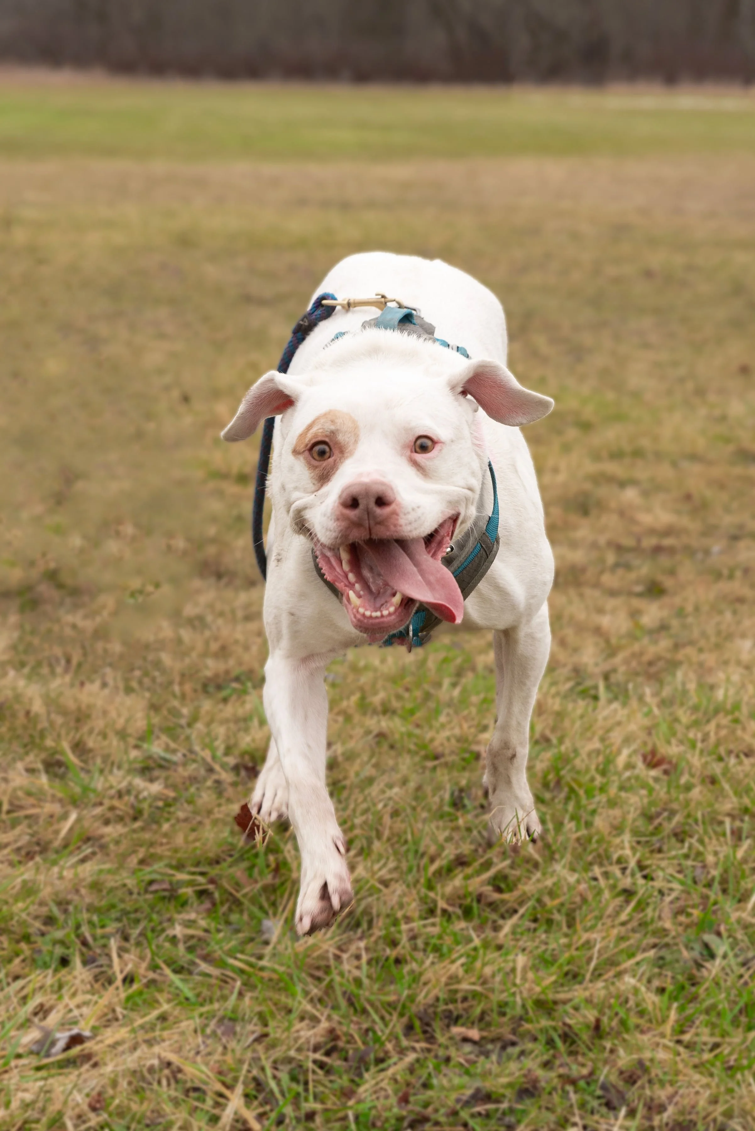 The Project Dog: Mars’ Story