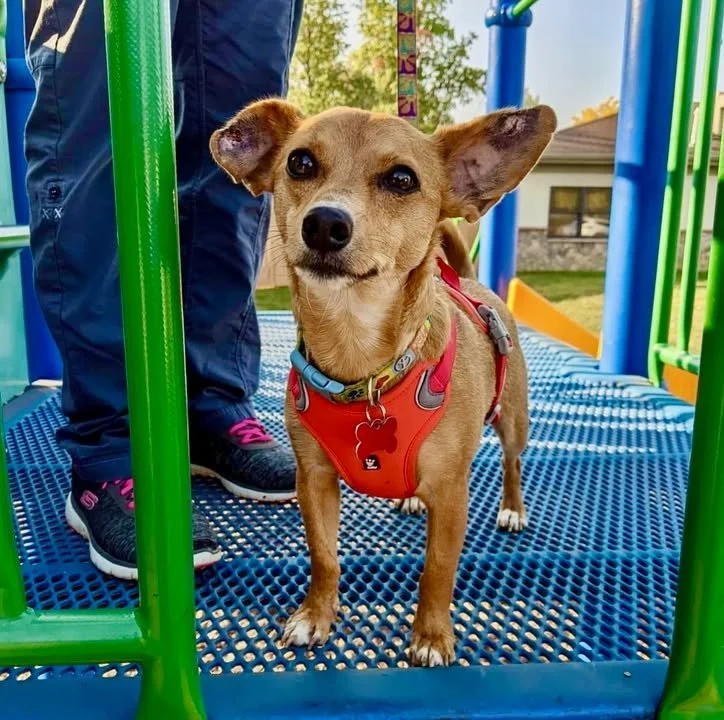 Elway at his first Barkour walk in September 2022