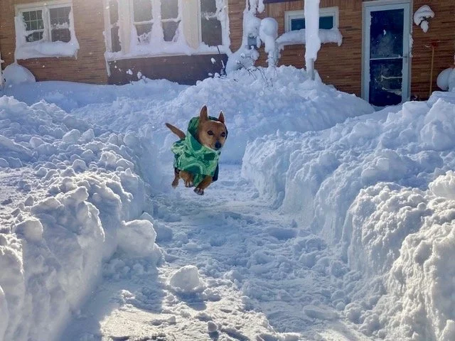 Dashing through the snow